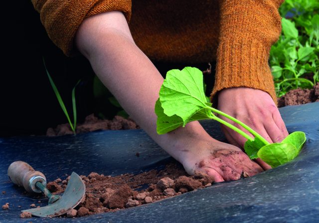 The Community Farm Get Growing Trail 2019 (photo by Janet Gibson)