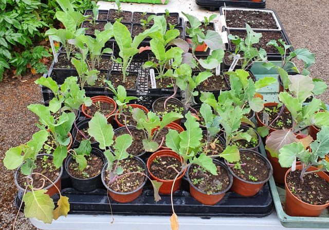 Seedlings