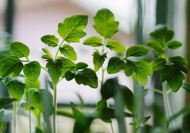 Microleaves (photo by Francesco Gallarotti)