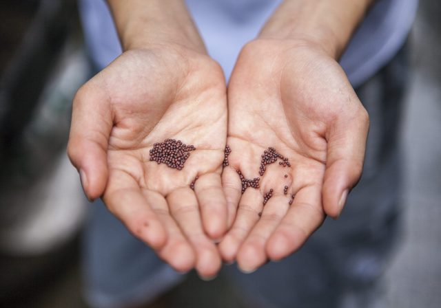 Hands holding seeds