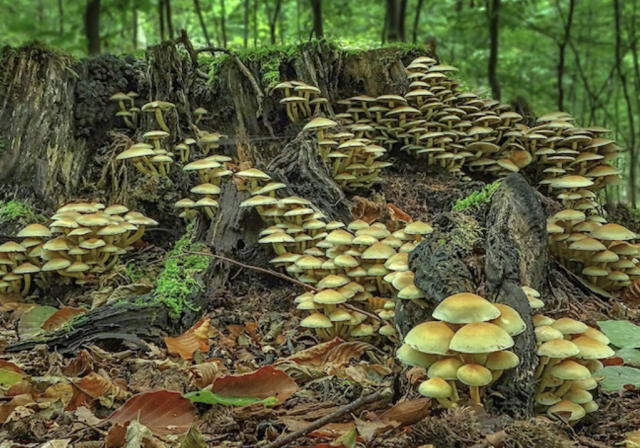 Mushrooms in the forest