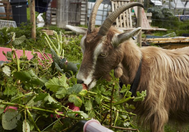 Goat eating brambles (photo by Ramona Andrews)