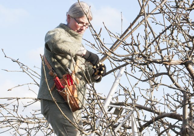Pruning in winter