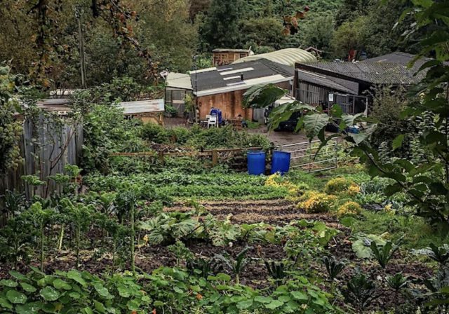 Market garden