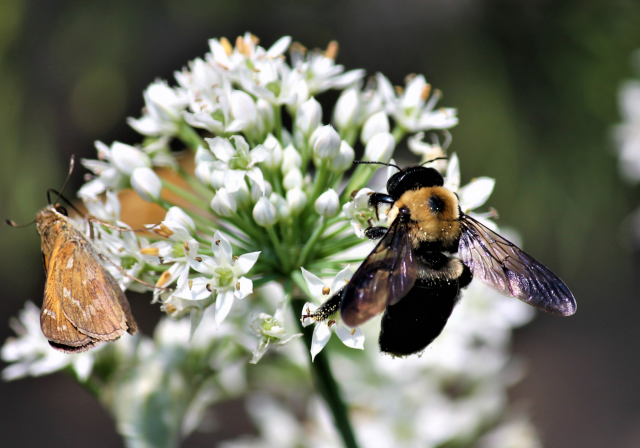 Bee pollinating a flower