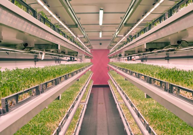 LettUs Grow pea shoots