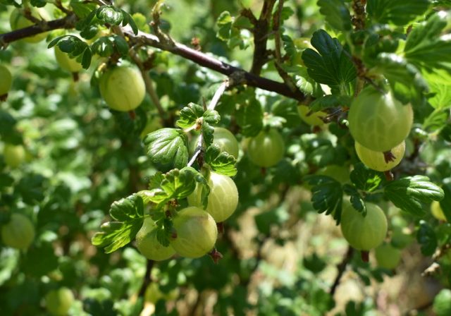 Woodcroft Community Orchard photographed at the Get Growing Garden Trail, © Jane Stevenson