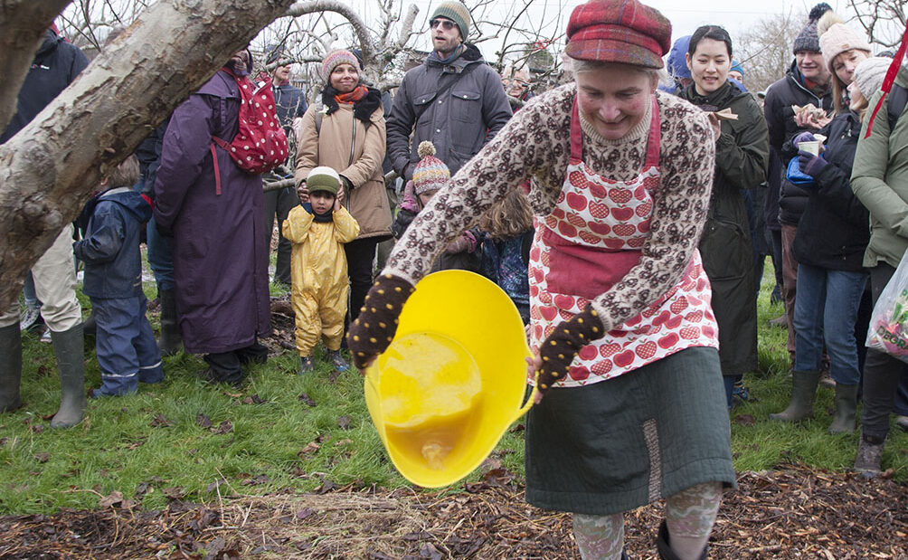 The 'Apply Tree Lady' cidering the roots on an apple tree
