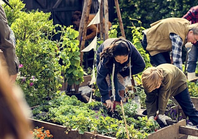 Volunteers working on a bed in a community growing project
