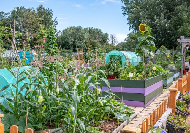 Dementia-friendly community allotment - South Bristol. Photo by Guy Manchester