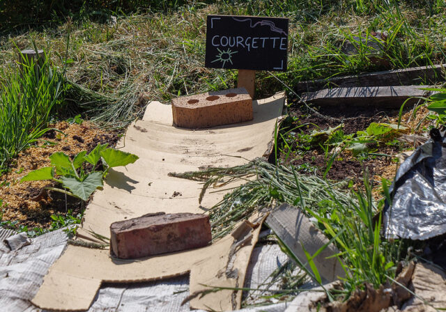 Vegetable bed with sign saying 'courgette'