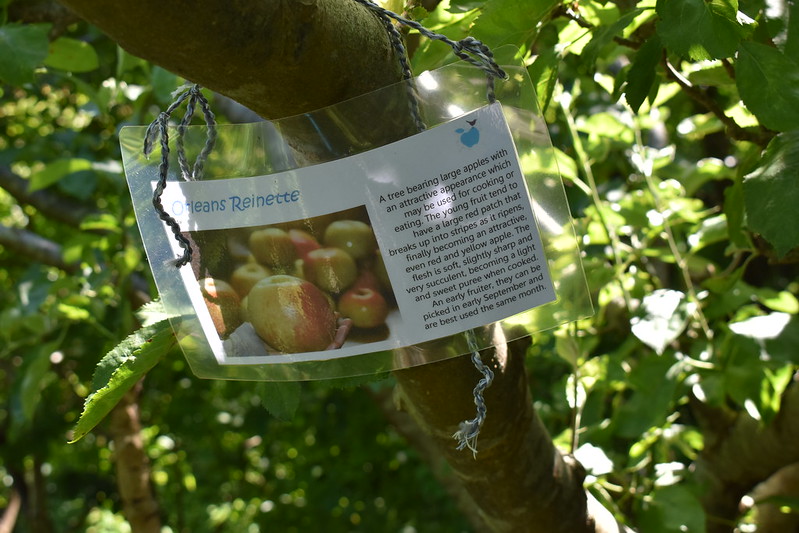 Metford Road Community Orchard - apple varieties (photo by Jane Stevenson)