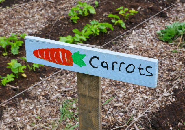 Elm Tree Farm photographed at the Get Growing Garden Trail 2024 © George Maguire (Studio Tangerine)