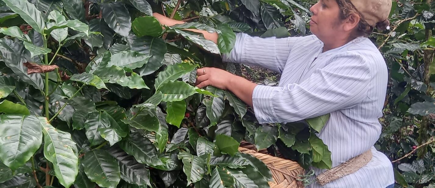 Rosibel picking coffee